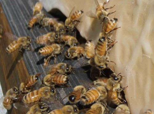 The European honeybee  - Apis mellifera