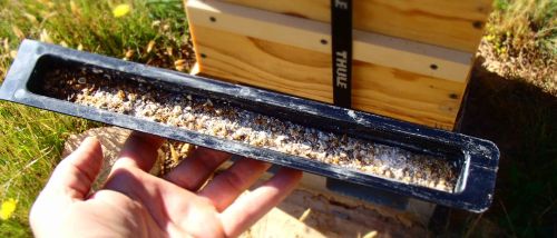 Garden lime, hive junk and dead beetles in the Beetletra trap insert