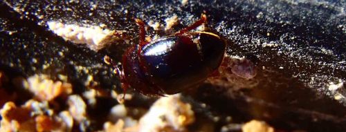 Small hive beetle (Aethina tumida)