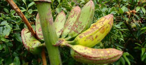 A green banana (Musa acuminata), struggling against decay ahead of ripeness
