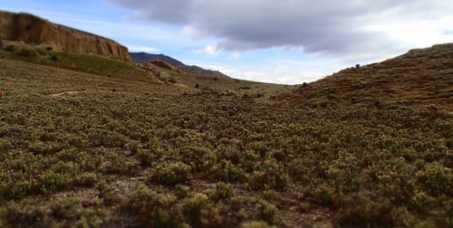 A degraded Otago valley near Bannockburn carpeted almost entirely with wild thyme (Thymus vulgaris)