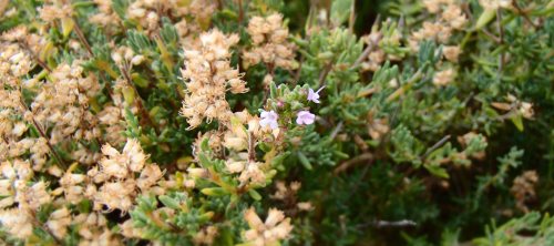 The last remnants of thyme flowers in February, the nectar flow over and one of the world’s under-appreciated great monofloral honeys extracted and jarred for another year