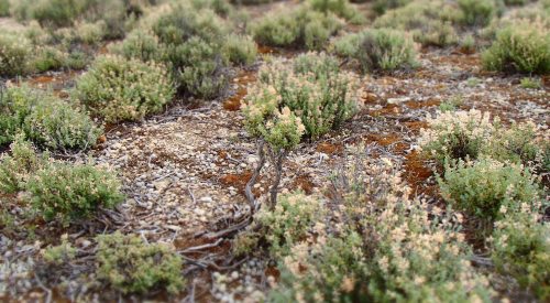 Gnarled thyme stems scattered across bare ground look like a bonsai artist’s triumphant recreation of a desert scrubland