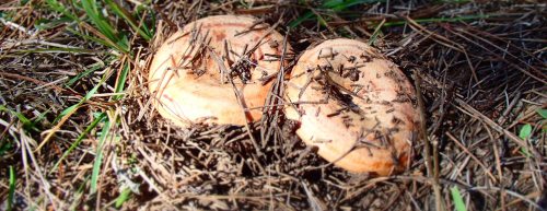 Button saffron milk cap mushrooms emerging from the pine forest floor