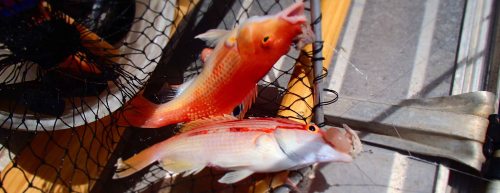 Two Fish: Two pigfish (sp) in a double-hook-up (a fish on each of two hooks on a rig) among 5 for the day.