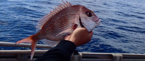 Snapper (Pagrus auratus). the glistening jewel of offshore table fish