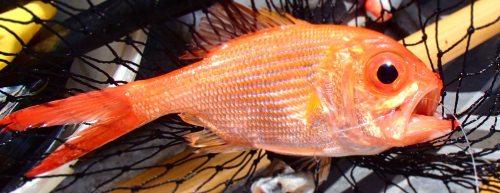 Red fish: A nannygai (Centroberyx affinis), the only one for the day.