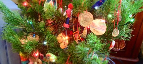 The foraged Christmas tree