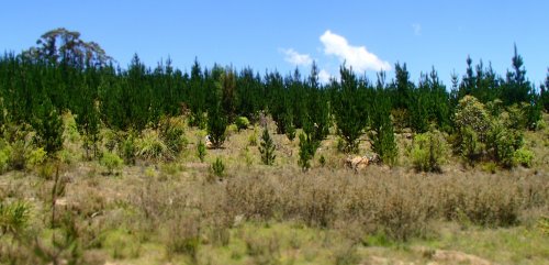 The edge of the pine plantation - where the wildings are